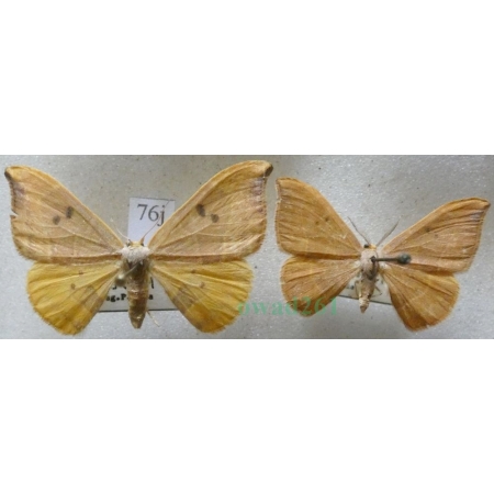 Watsonalla binaria (Hufnagel, 1767) pair Wycinka dwojaczka Czech76j